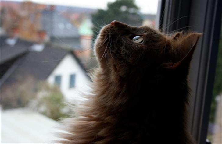 Maine Coon | Jaffe - Søde Jaffe  billede 1