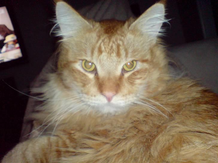 Maine Coon Victor billede 4