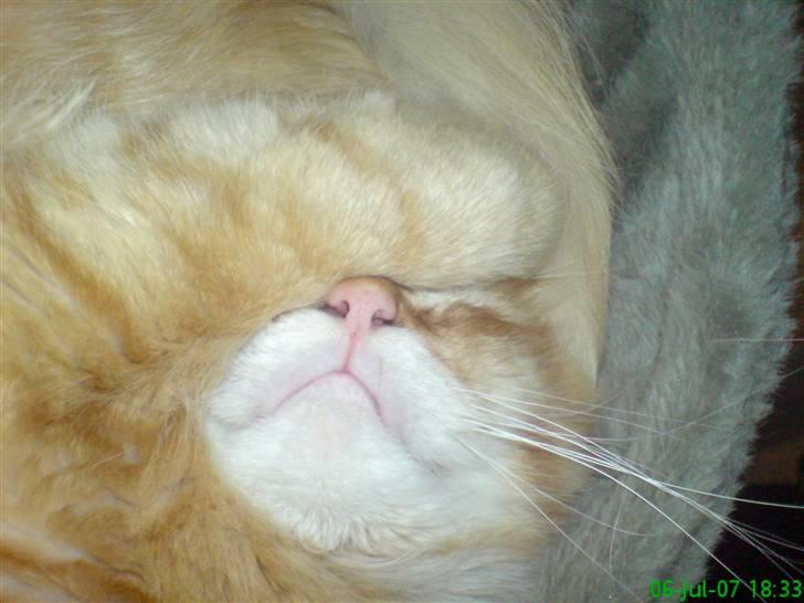 Maine Coon Victor - Jamen kan man da ikke få lidt ro... billede 5