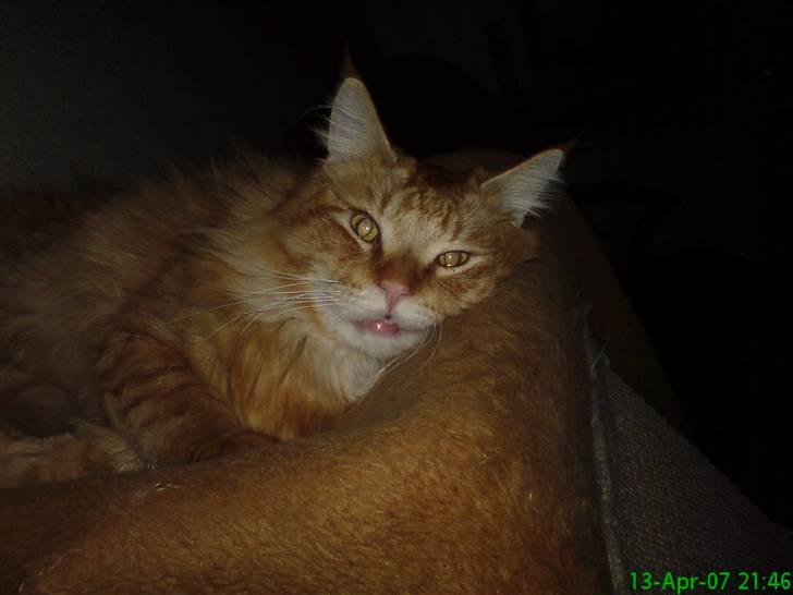 Maine Coon Victor - Åh jeg er såååå træt.... Lad mig være... billede 6