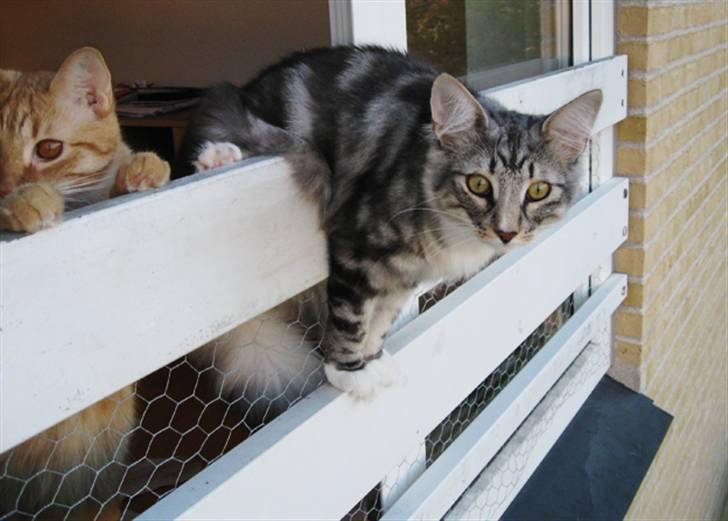 Norsk Skovkat Bastian R.I.P - Ser du det samme som mig Louie..!!?? EN FUGL!!??:) billede 8