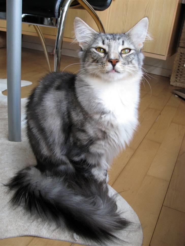 Norsk Skovkat Bastian R.I.P - Endnu et billede kan i blive ved...;) billede 9