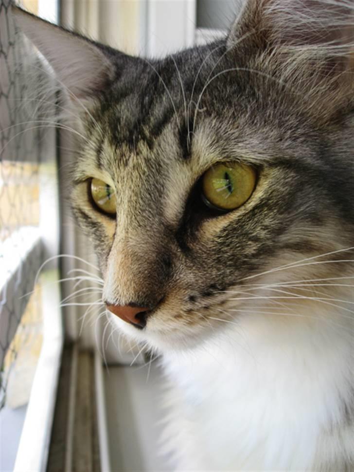 Norsk Skovkat Bastian R.I.P - Den her fine ide med hønse net er bare super... kan stå her hele dagen og kigge ud på alle de fine fugle...:) billede 10