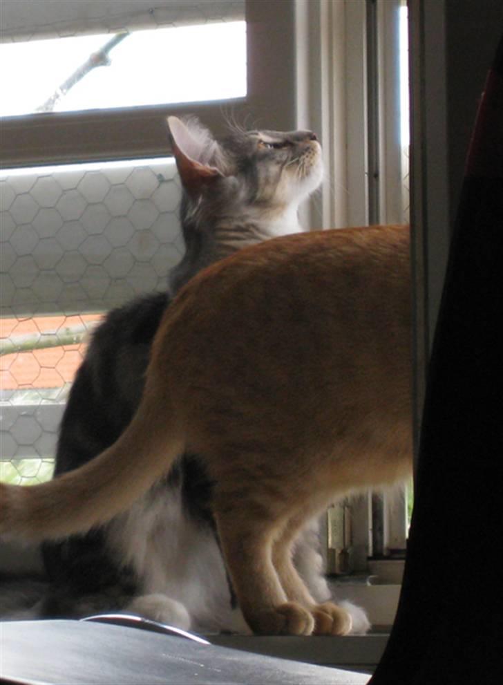 Norsk Skovkat Bastian R.I.P - Bedårende.....:) billede 11