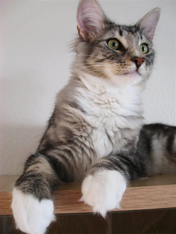 Norsk Skovkat Bastian R.I.P - kan næsten ikke være lækre...:) billede 12