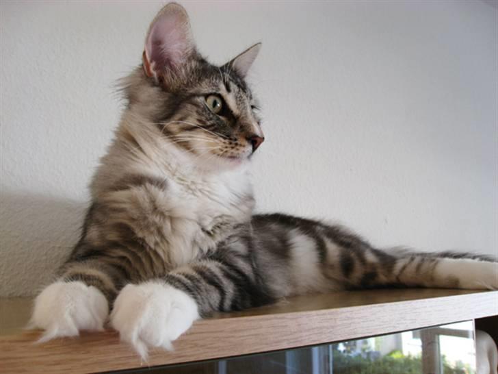 Norsk Skovkat Bastian R.I.P - Jo måske her... ;) billede 13