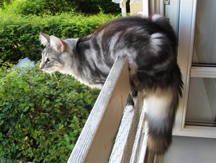 Norsk Skovkat Bastian R.I.P - Jo længere ud over kanten jo bedre...:) billede 14