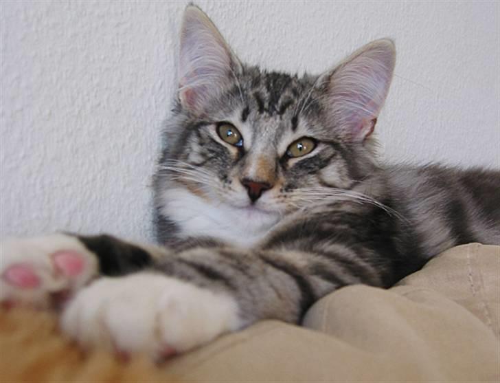 Norsk Skovkat Bastian R.I.P - Så dejlig man er... lige til at kramme...:) billede 15