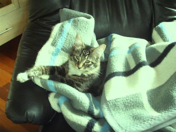 Maine Coon Minnie billede 1