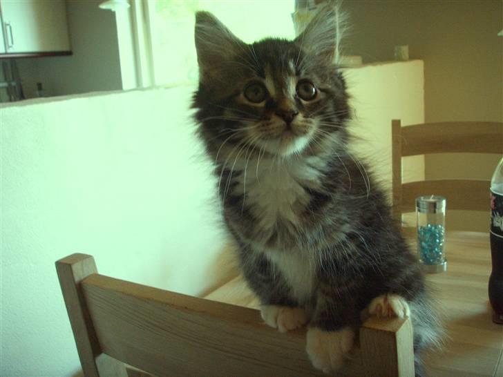 Maine Coon Madsen billede 1