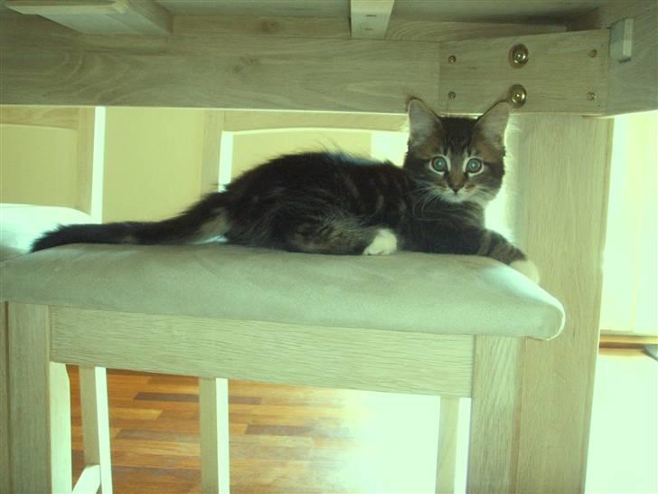 Maine Coon Madsen billede 2