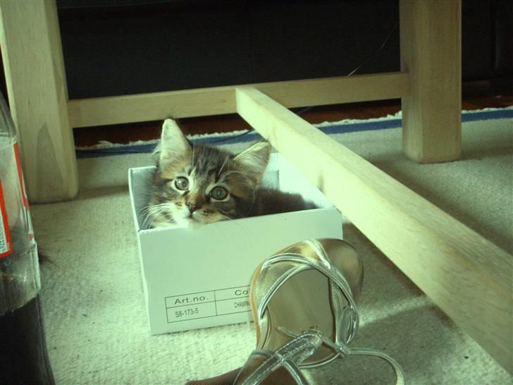 Maine Coon Madsen billede 4