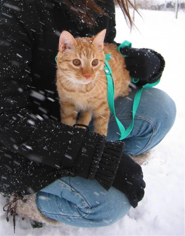 Huskat Louie- forsvundet..:( - Lige om lidt så springer jeg... jeg lyver ikke... he he he ..:D billede 16
