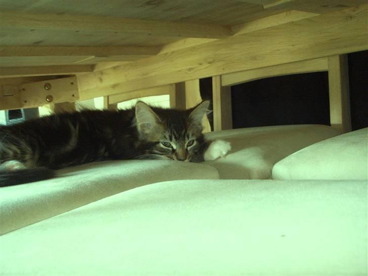 Maine Coon Madsen billede 5