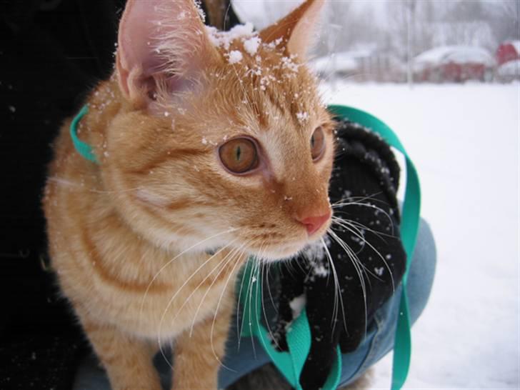 Huskat Louie- forsvundet..:( - Så flot man ser ud i sneen,,,, :) billede 17