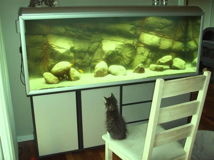 Maine Coon Minnie - Det er bare så sjovt at se på fisk!!!  billede 2