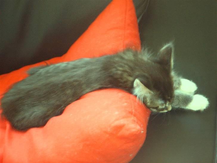 Maine Coon Minnie - Jeg ligger lige her og spiller død billede 6