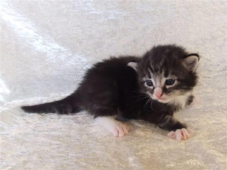 Norsk Skovkat Grethe Sønck *LEDIG* - 2 uger billede 3