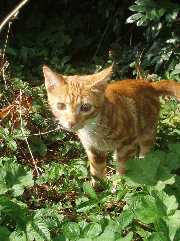 Blanding af racer Aduro - Aduro billede 1