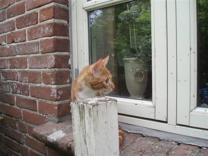 Blanding af racer Aduro - Sker der noget ?? billede 2