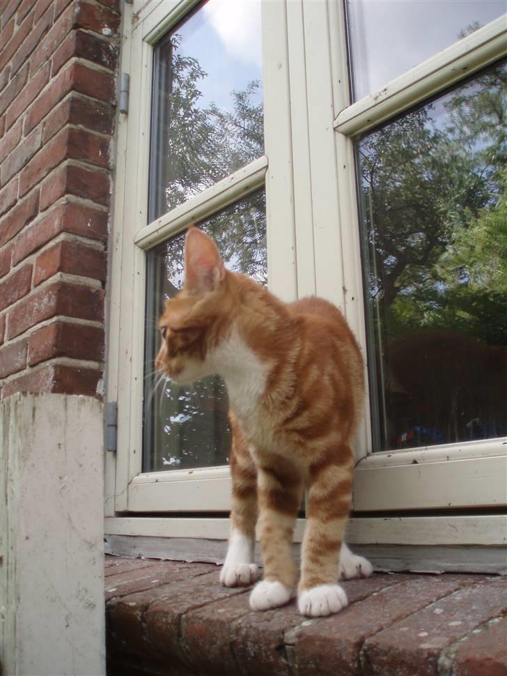 Blanding af racer Aduro - Smukke billede 3