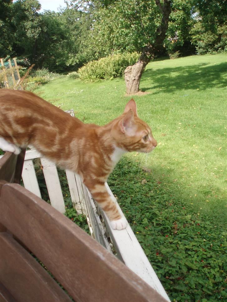 Blanding af racer Aduro - Jeg kan se en fugl ..  billede 4