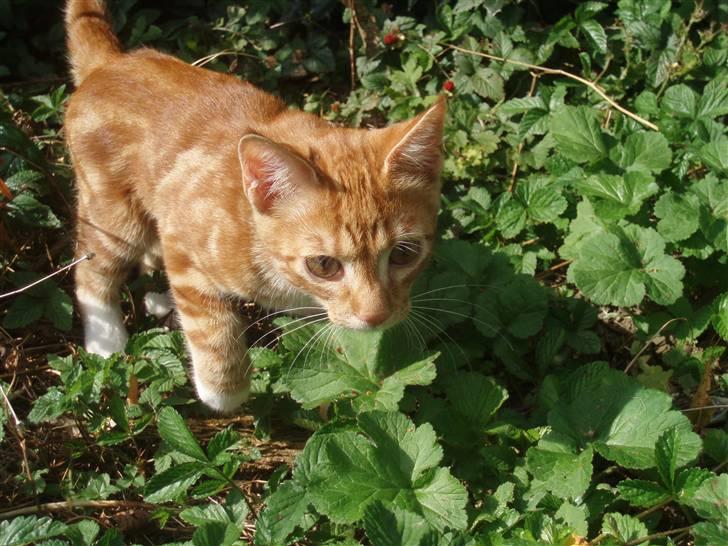 Blanding af racer Aduro - Lister let på tå billede 5