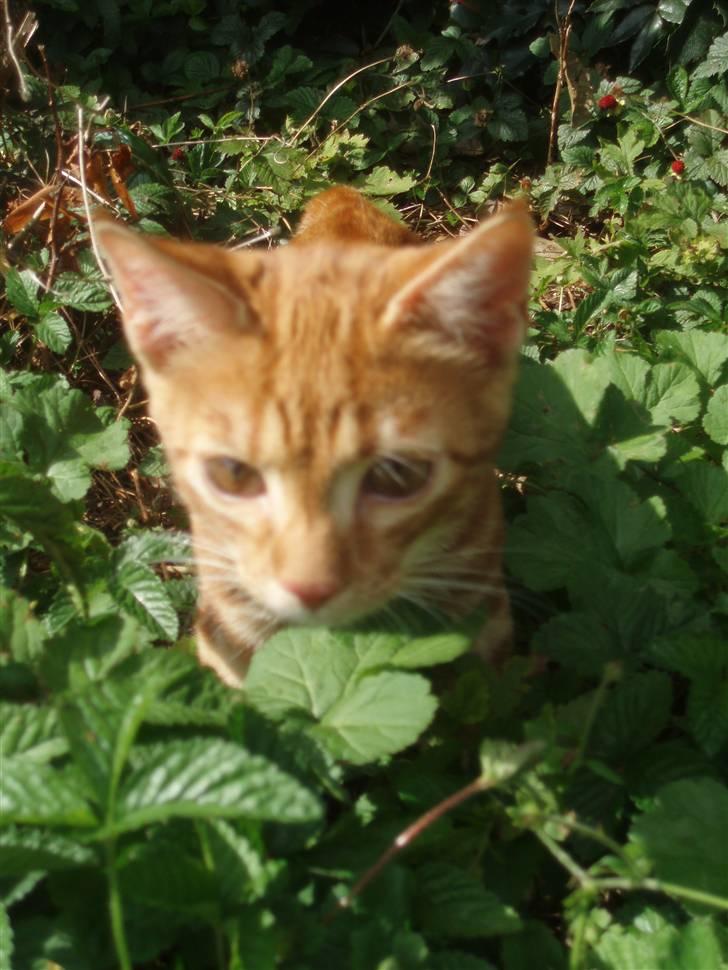 Blanding af racer Aduro - Søde billede 6