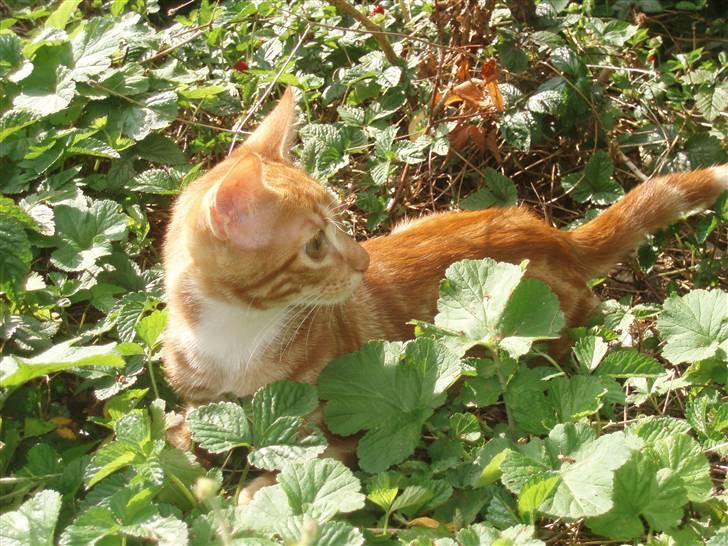 Blanding af racer Aduro - Gemmer mig ;) billede 7