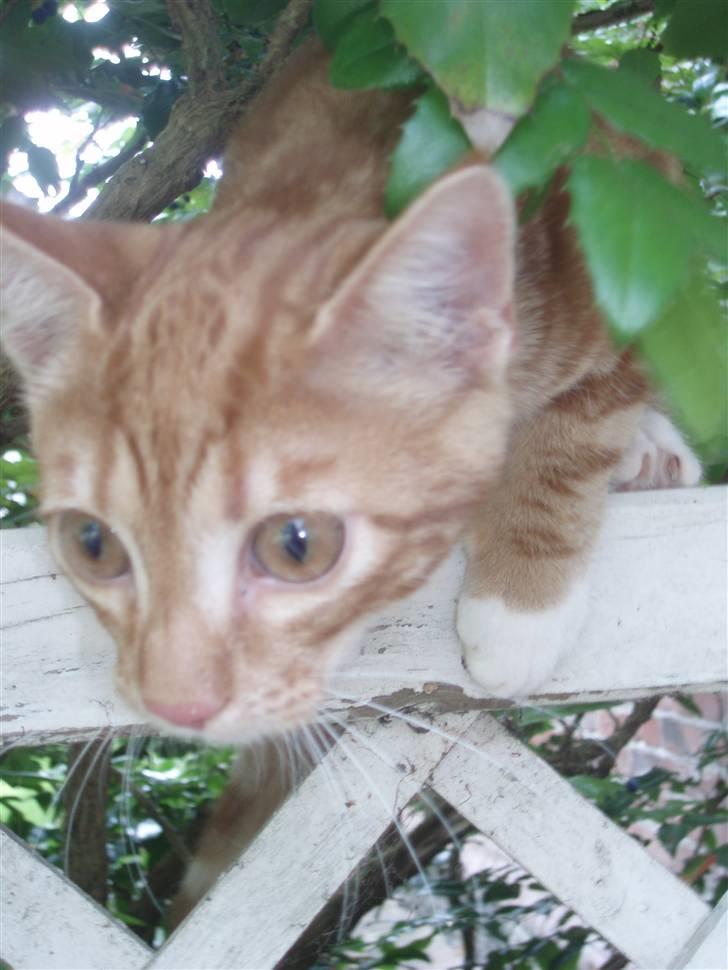 Blanding af racer Aduro - Du kan ikke se mig .. billede 8