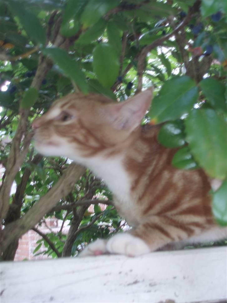 Blanding af racer Aduro - Stadig ikke billede 9