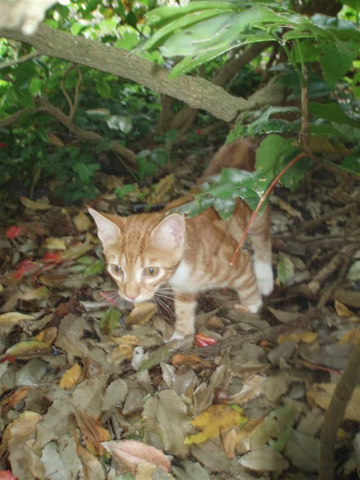 Blanding af racer Aduro - På jagt i en busk billede 10
