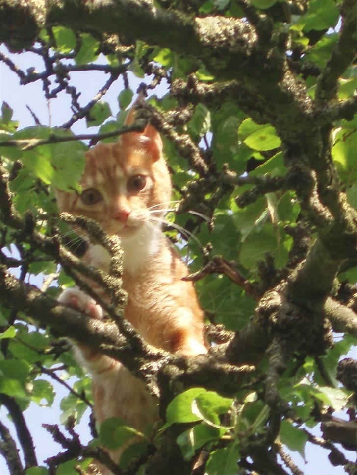 Blanding af racer Aduro - Højt oppe i et træ billede 11