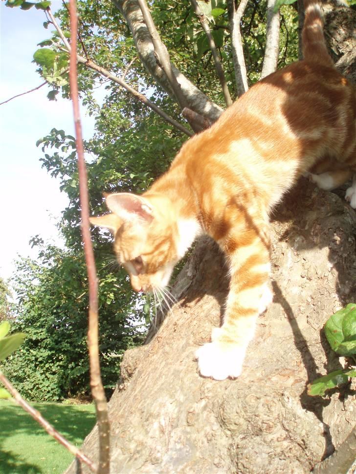 Blanding af racer Aduro - Og på vej ned igen =D billede 12