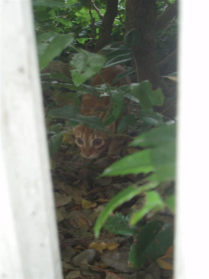 Blanding af racer Aduro - Jager .. (taget mellem stakit brædder)  billede 13