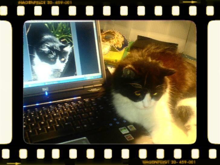 Huskat Zille - Zille er glad for den gode modtagelse herinde.....:-) billede 11