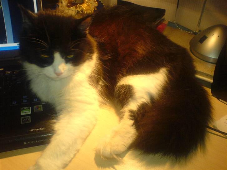 Huskat Zille - Zille ligger ofte på computeren, gerne lige ved delete knappen. billede 12