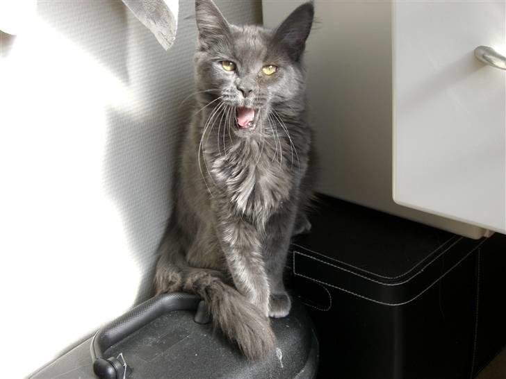 Maine Coon trille - lige stået op billede 13