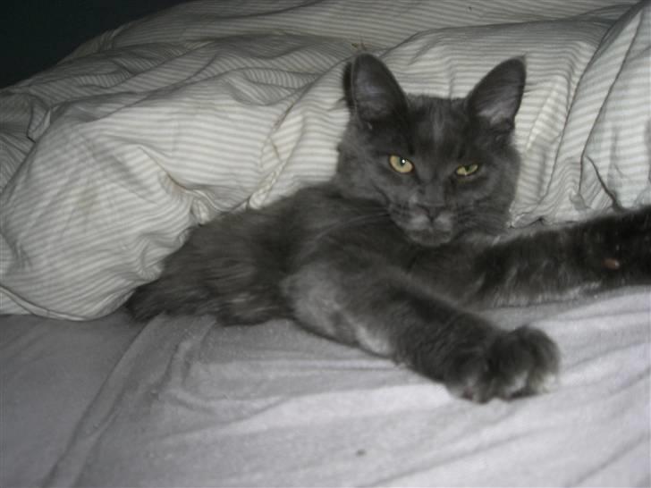 Maine Coon trille - putte billede 14