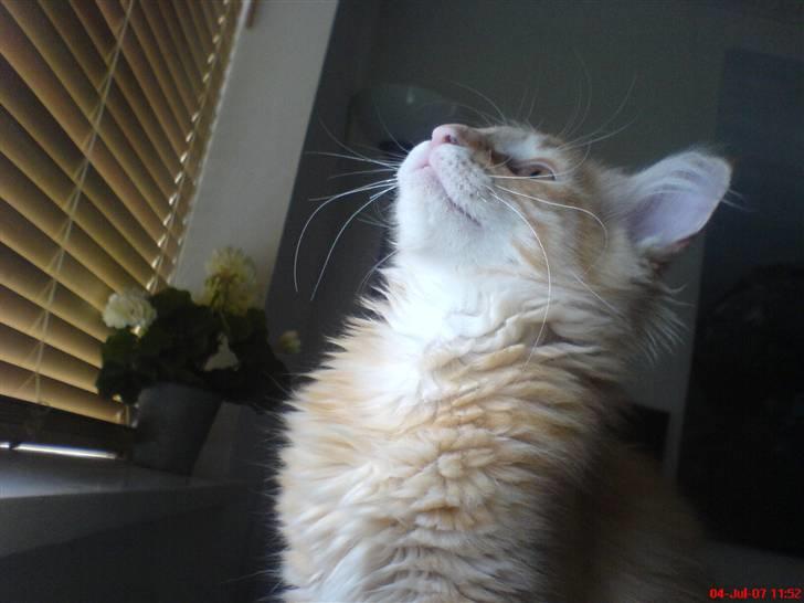 Norsk Skovkat Frække Frida - Fræk mig?, nerj.. hehe billede 7