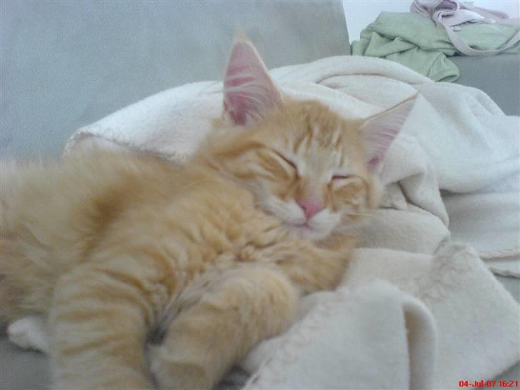 Norsk Skovkat Frække Frida - tror vist at jeg er lidt træt idag.. Gaaab billede 8