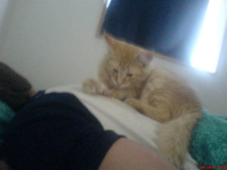 Norsk Skovkat Frække Frida - skulle varme fars ryg pga tattooo billede 9