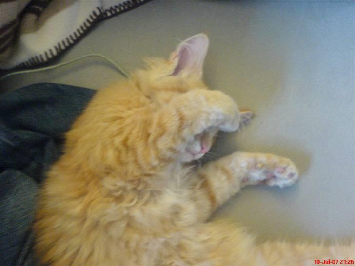 Norsk Skovkat Frække Frida - Find mig! billede 10