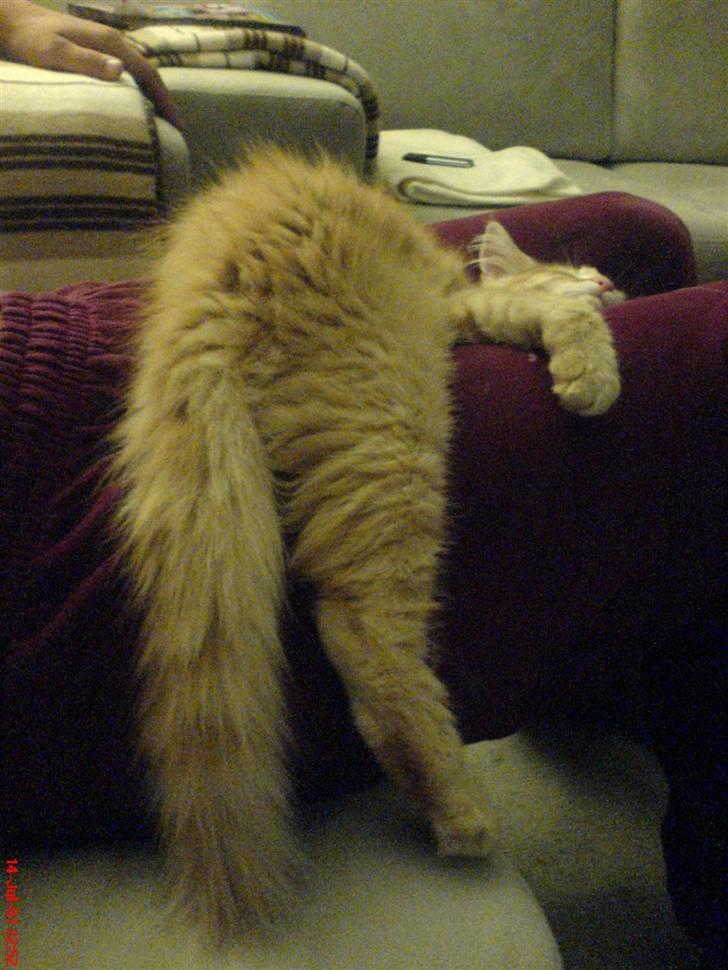 Norsk Skovkat Frække Frida - hmm hvordan er det jeg ligger.. billede 11