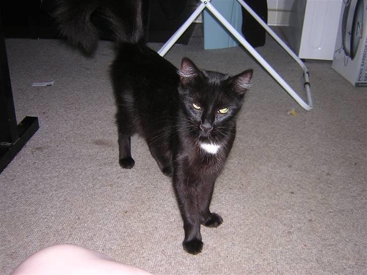 Maine Coon Skade *R.I.P* billede 5