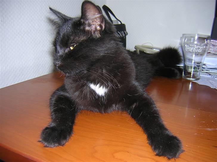 Maine Coon Skade *R.I.P* billede 6