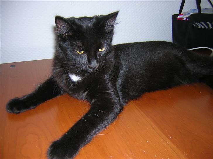 Maine Coon Skade *R.I.P* billede 7