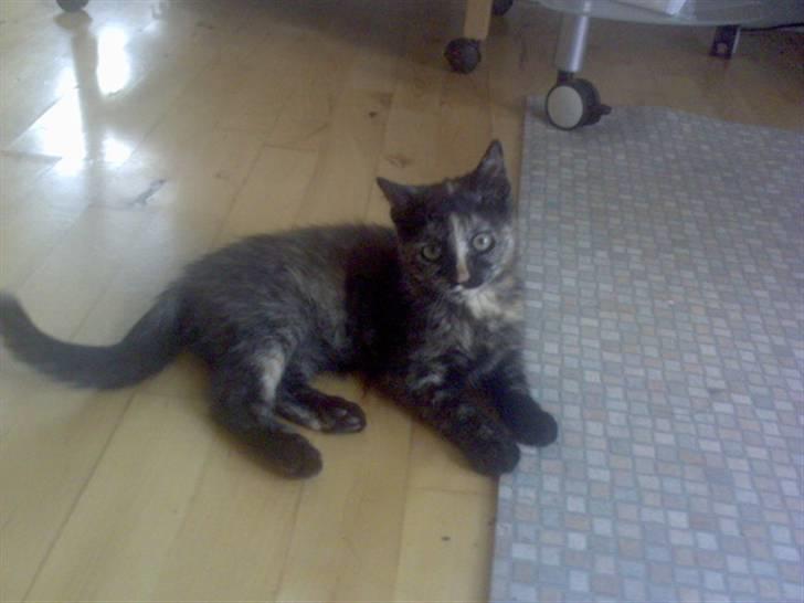 Huskat Naomi (solgt) - En mulig karriare inde  for model ? :P <3 billede 4