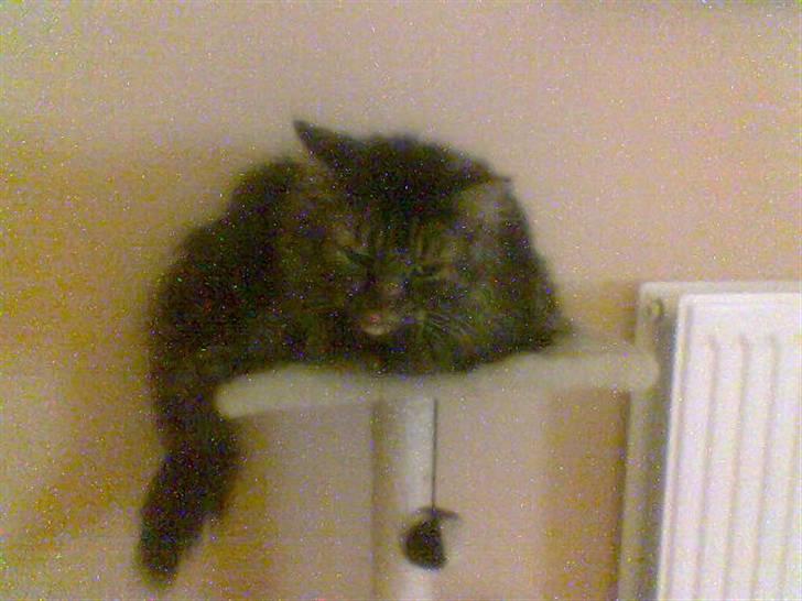 Blanding af racer Mille billede 8