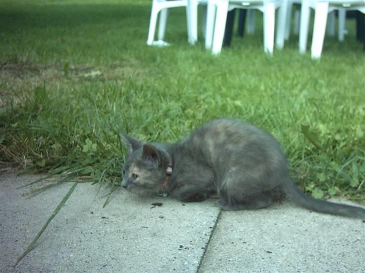 Huskat Cirkeline  - Så nu fanger jeg dig... hæhæ billede 1
